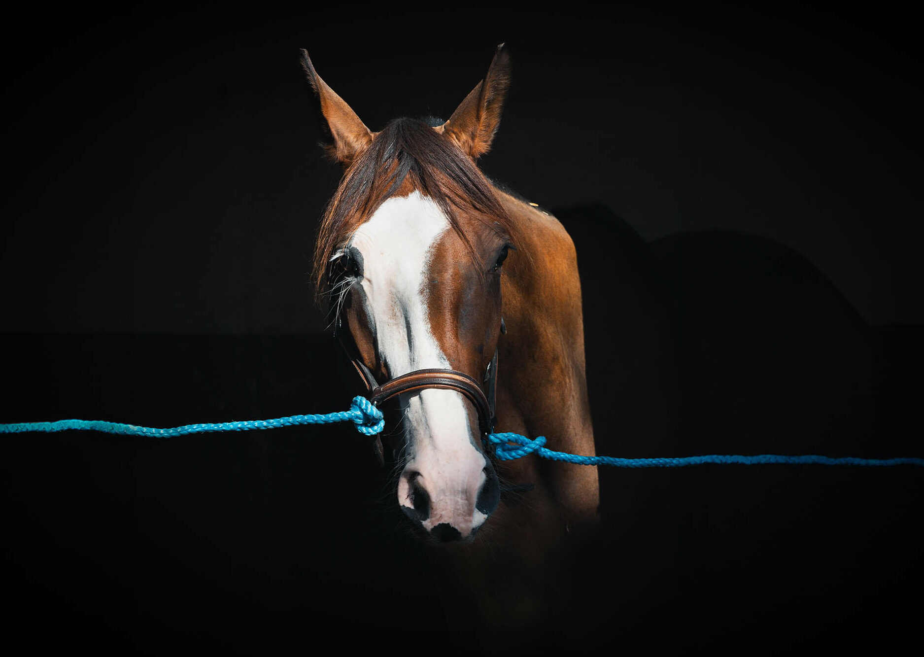 Photographie équine à l’Hippodrome de Toulouse