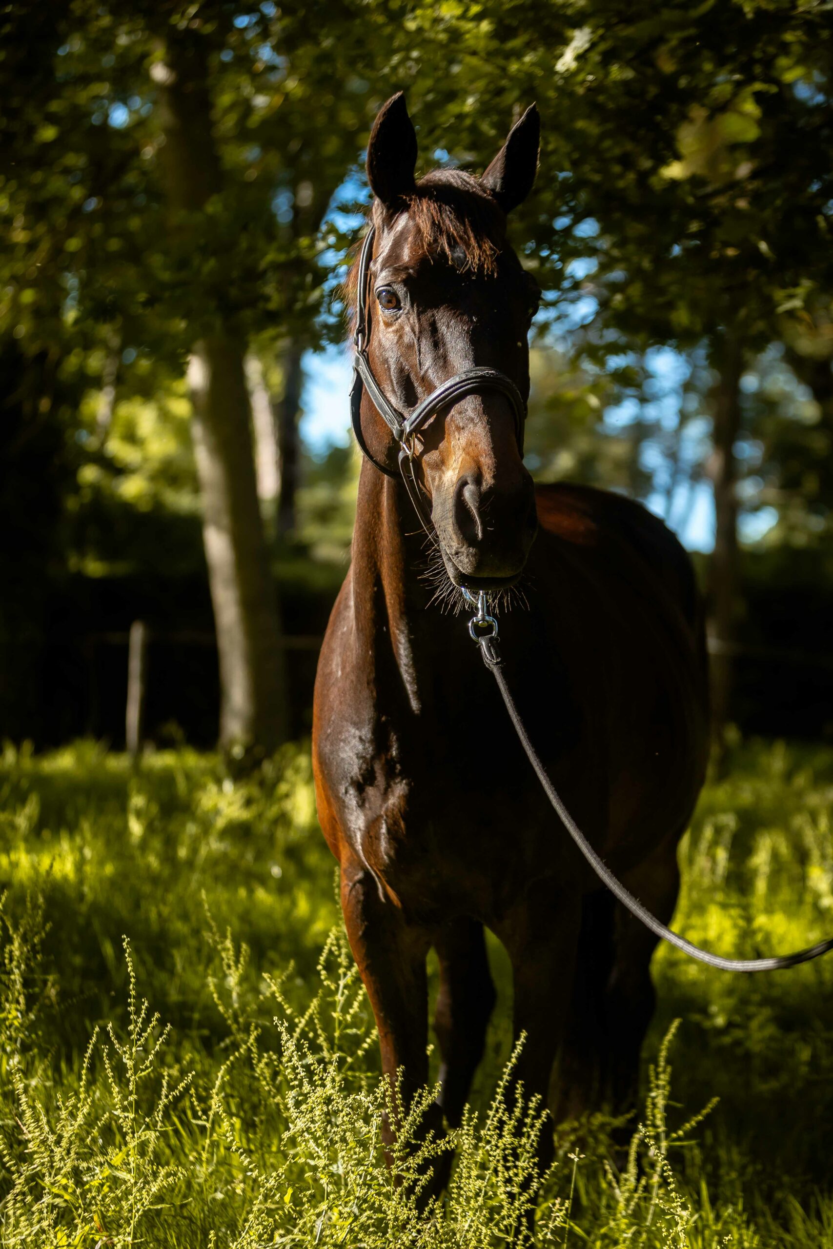 MelanieMartiPhotographie-ChevalEstelleMagnin-1