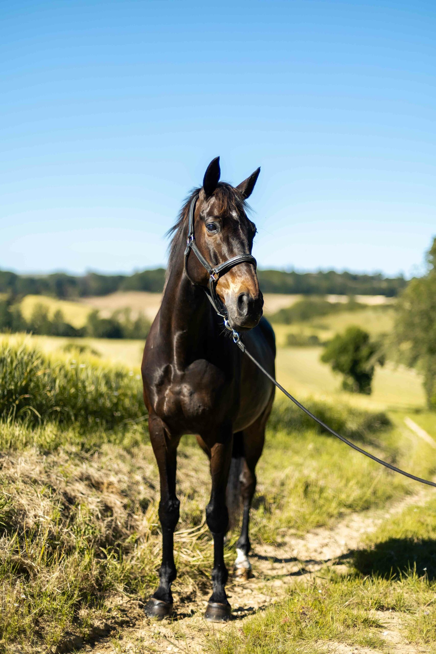 MelanieMartiPhotographie-ChevalEstelleMagnin-2