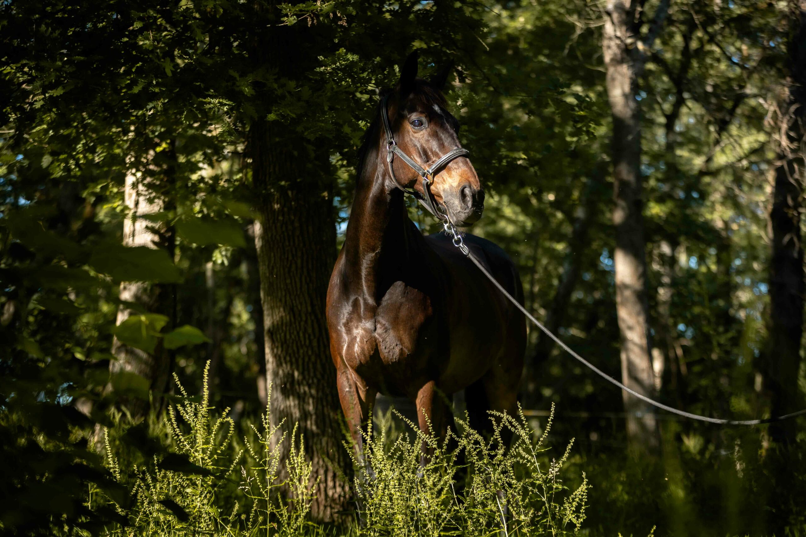 MelanieMartiPhotographie-ChevalEstelleMagnin-3