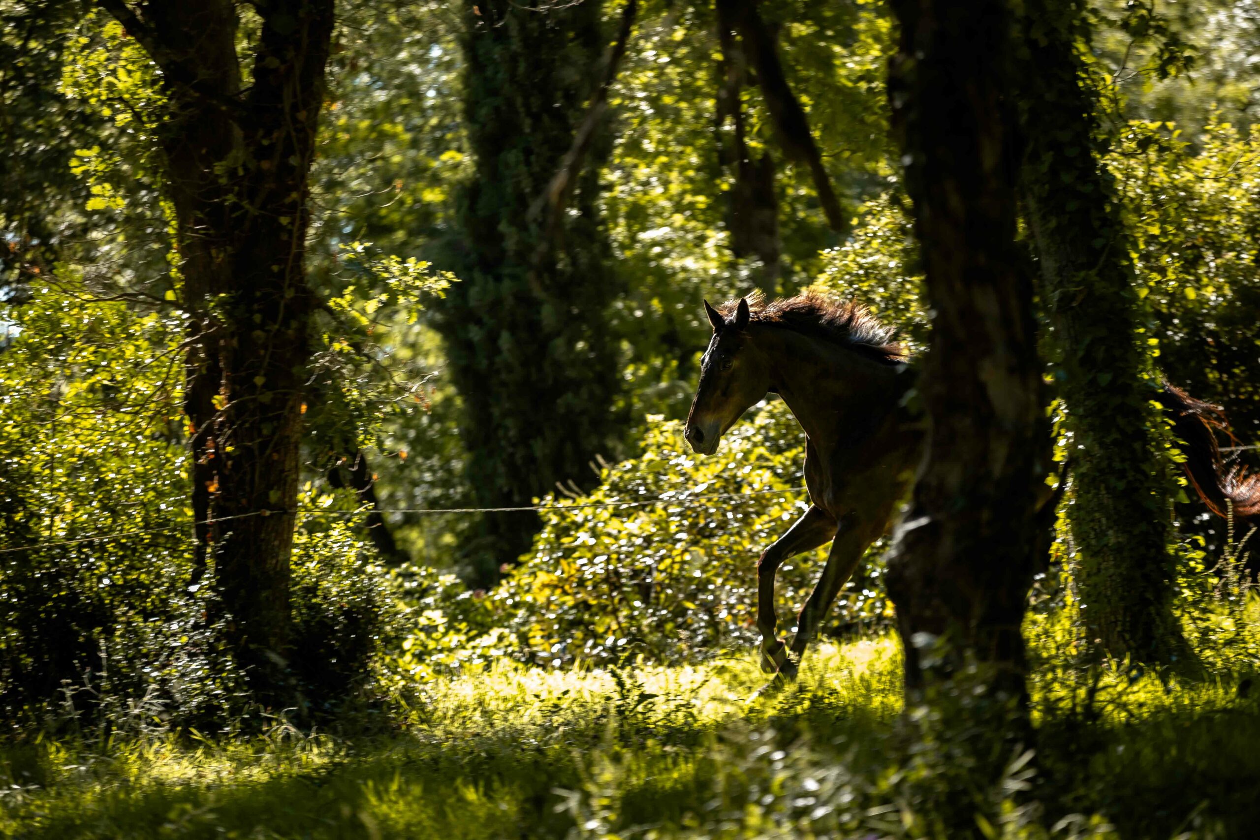 MelanieMartiPhotographie-ChevalEstelleMagnin-4